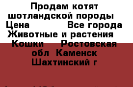 Продам котят шотландской породы › Цена ­ 2 000 - Все города Животные и растения » Кошки   . Ростовская обл.,Каменск-Шахтинский г.